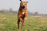 RODESIAN RIDGEBACK 064